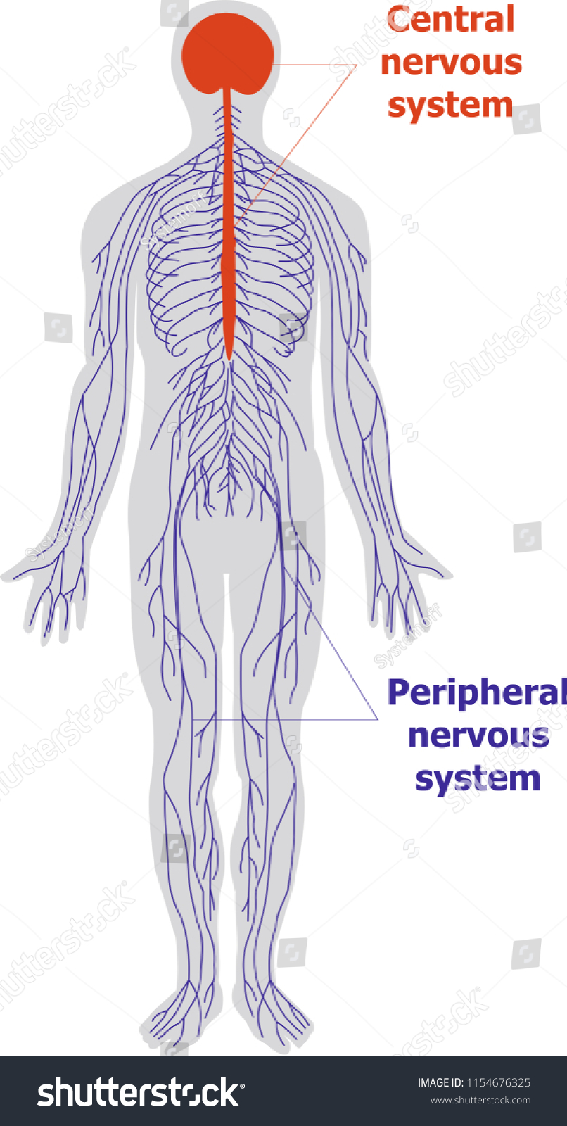 Anatomy of the nervous system #1154676325