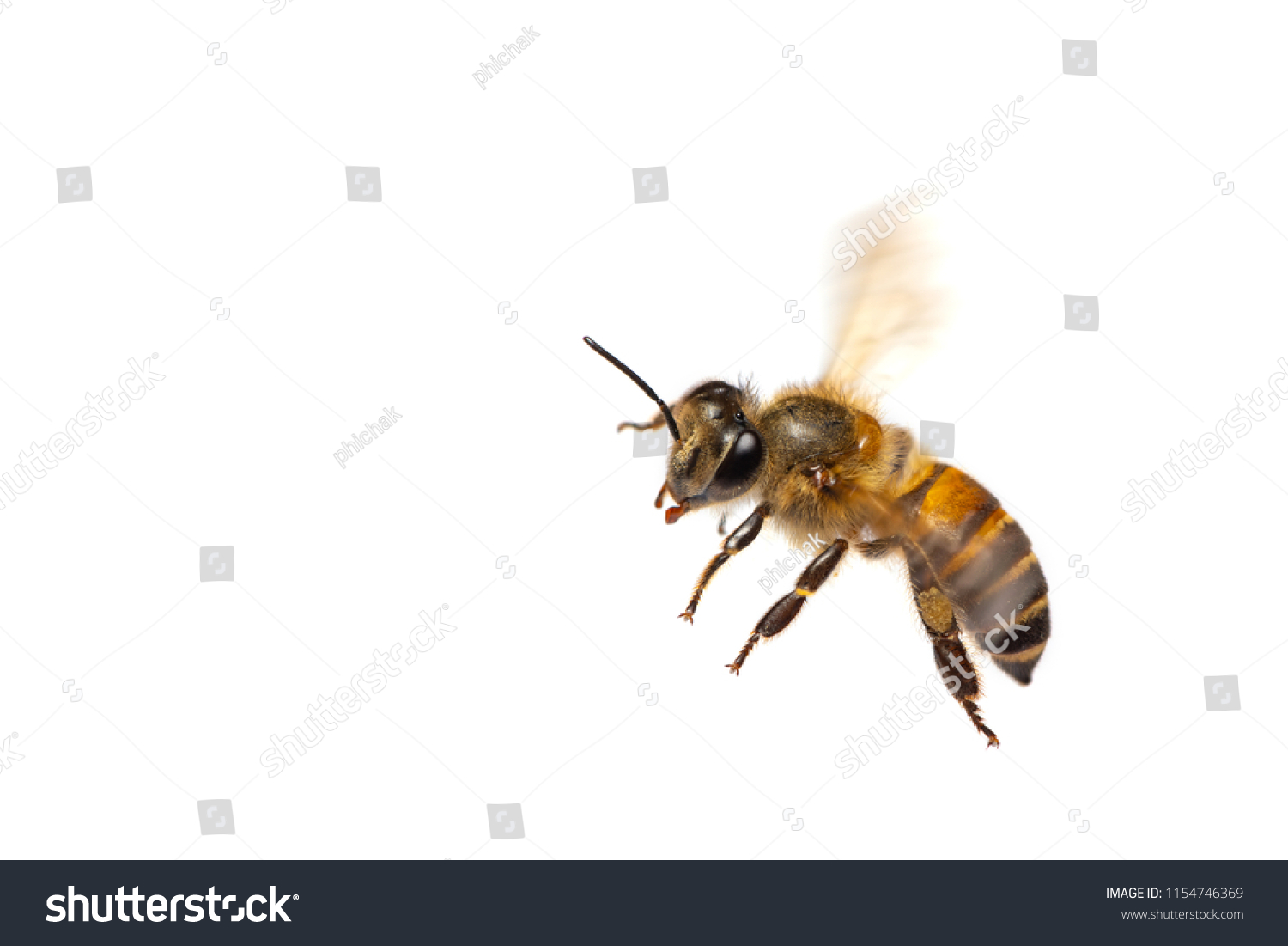 A close up of flying bee isolated on white background #1154746369