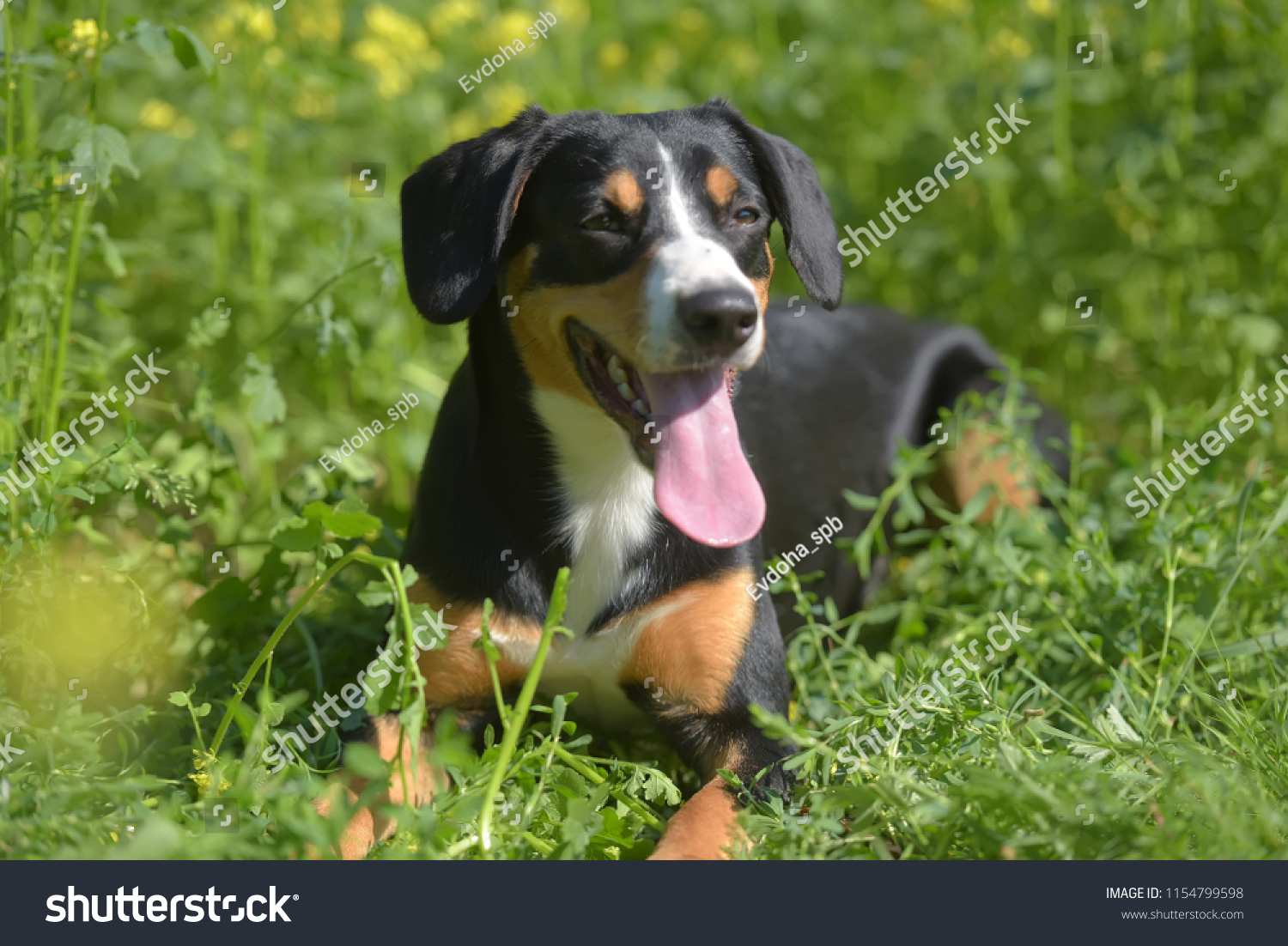 Young Sennenhund, close-up, playfull look #1154799598