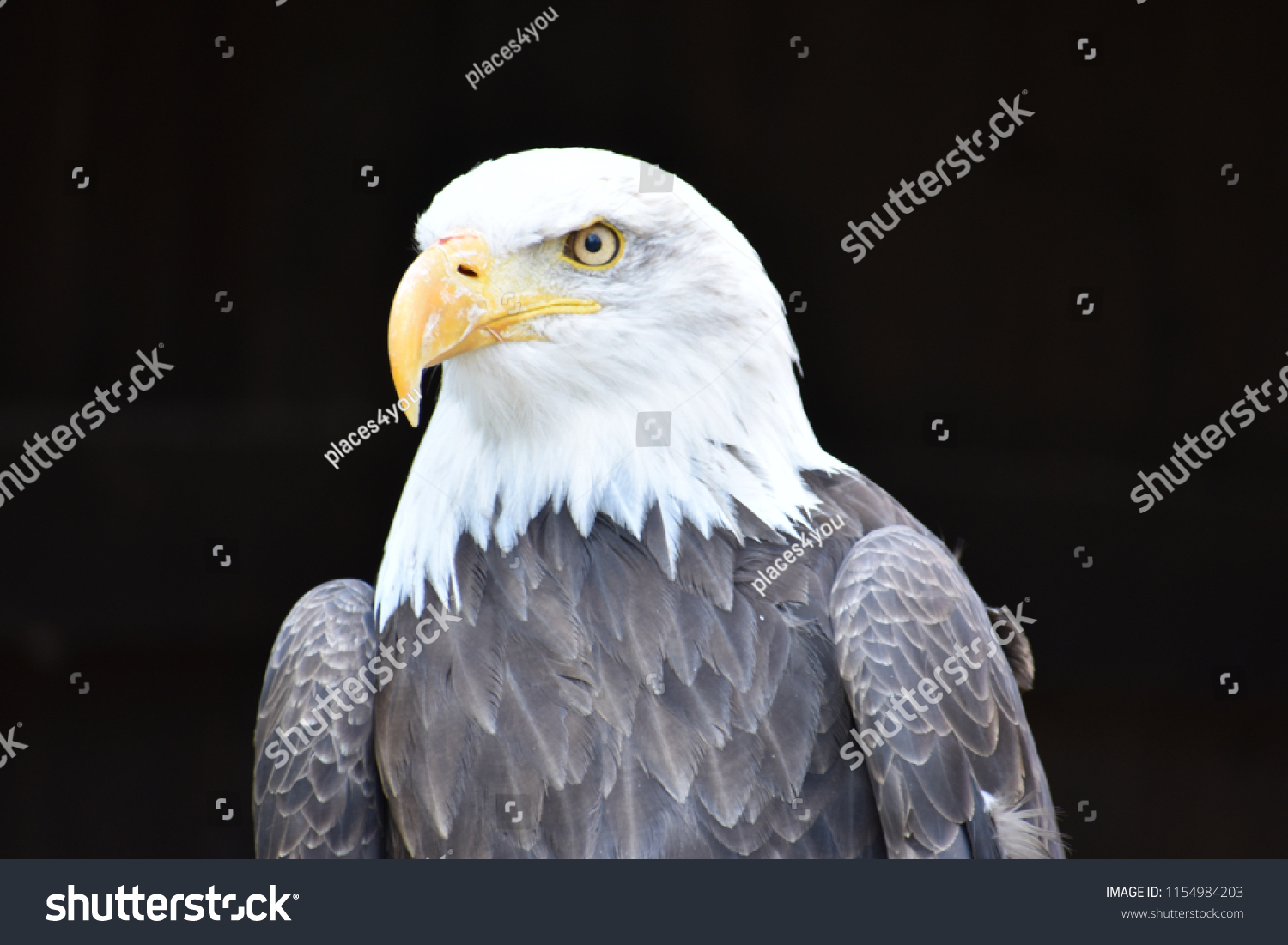 Wonderful majestic portrait of an american bald eagle with a black background #1154984203