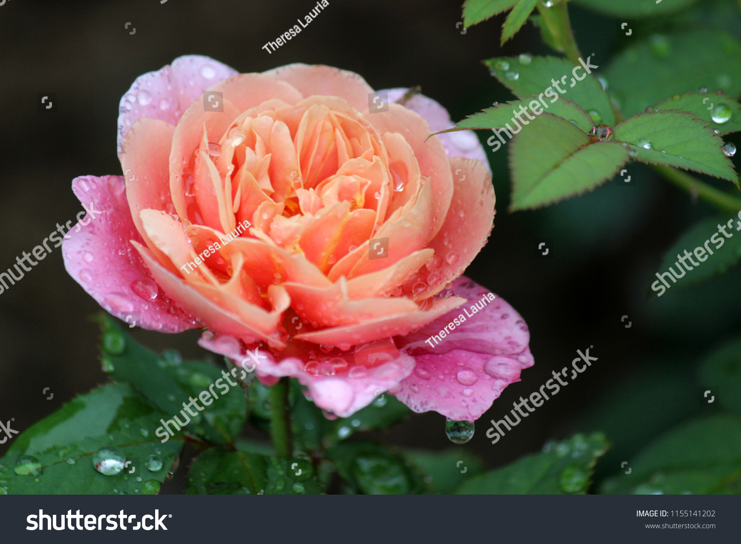 Pretty peach colored rose with dark pink edges covered in early morning raindrops on healthy green rose bush. #1155141202