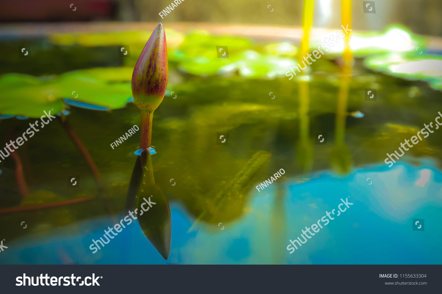 Red lotus bud with green leaf in pond. #1155633304