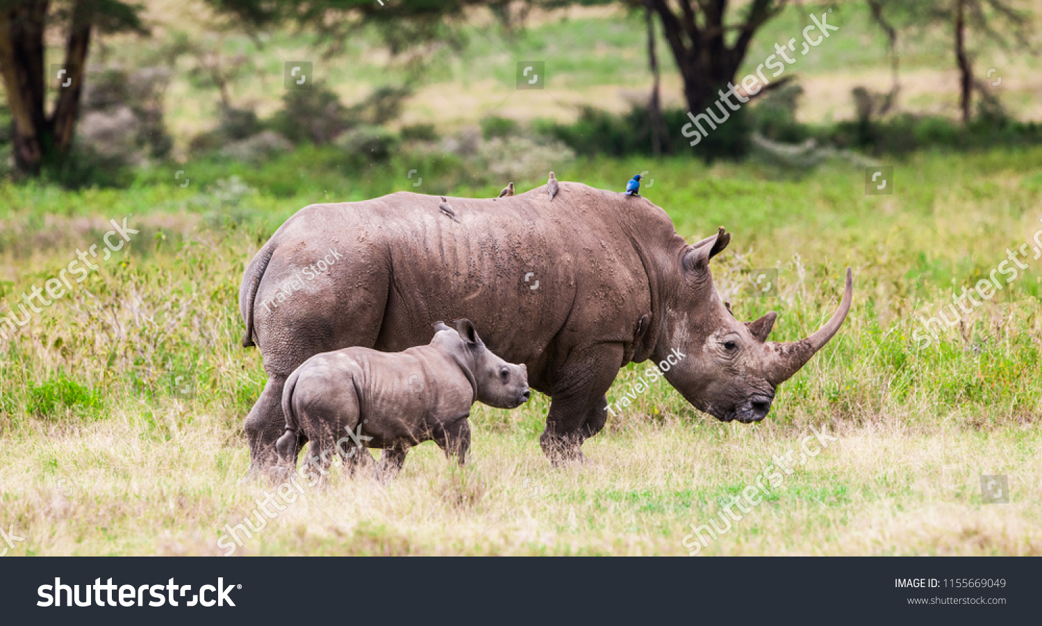 Rhinoceros in the Lake Nakuru National Park, Kenya #1155669049