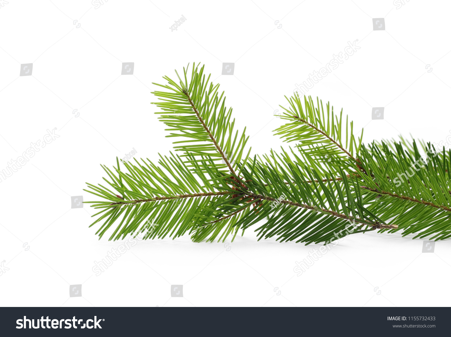 Pine branch, natural decoration isolated on white background #1155732433