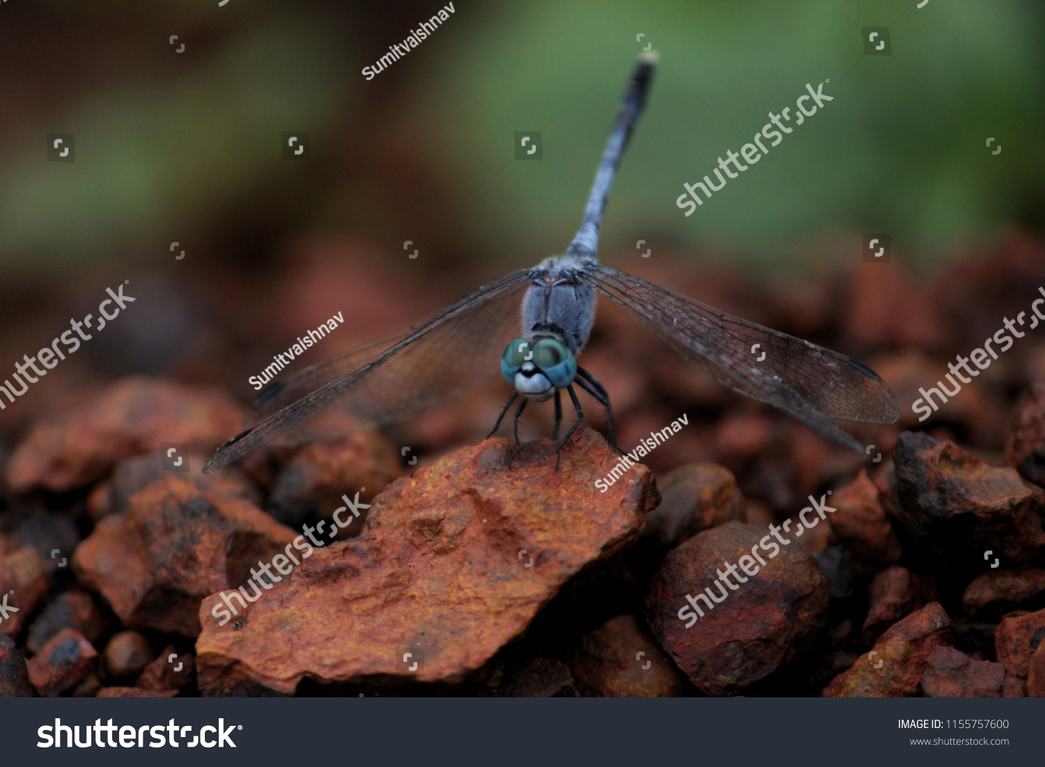 beautiful Blue Dragonfly  #1155757600