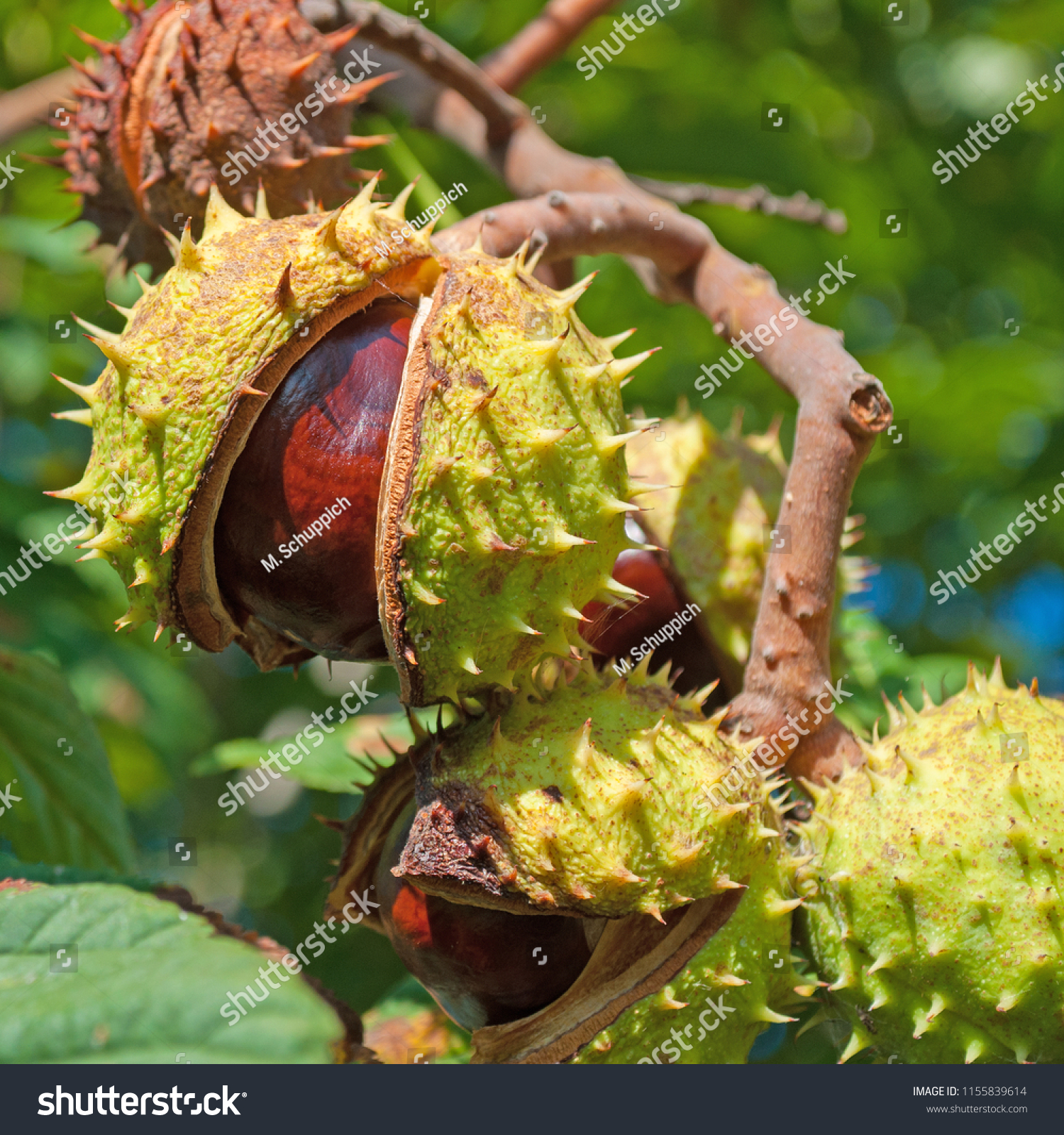 Horse Chestnuts in autumn #1155839614