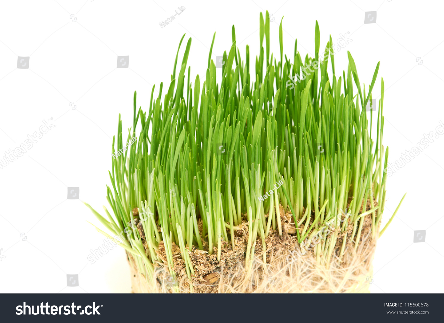 Green grass showing roots #115600678