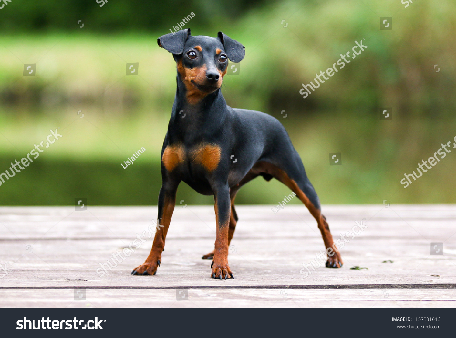Black and tan miniature pinscher portrait on summer time.  German miniature pinscher standing outdoors on a wooden pier with green background. Smart and cute pincher with funny ears and round eyes #1157331616