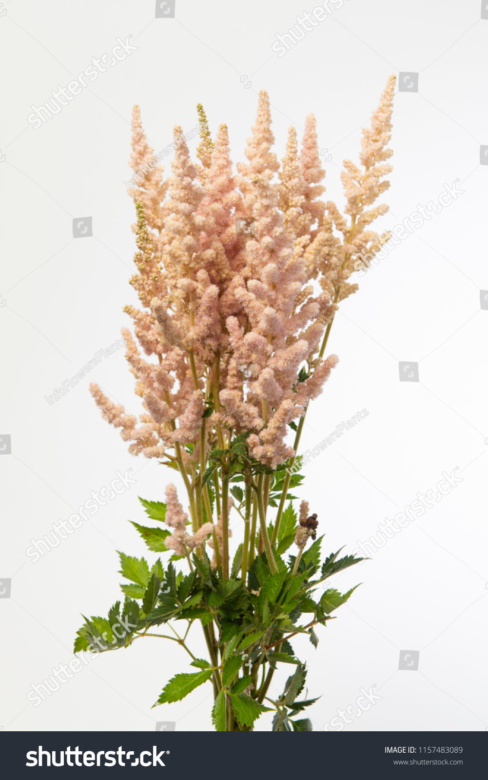 Astilbe chinensis Vision Inferno #1157483089
