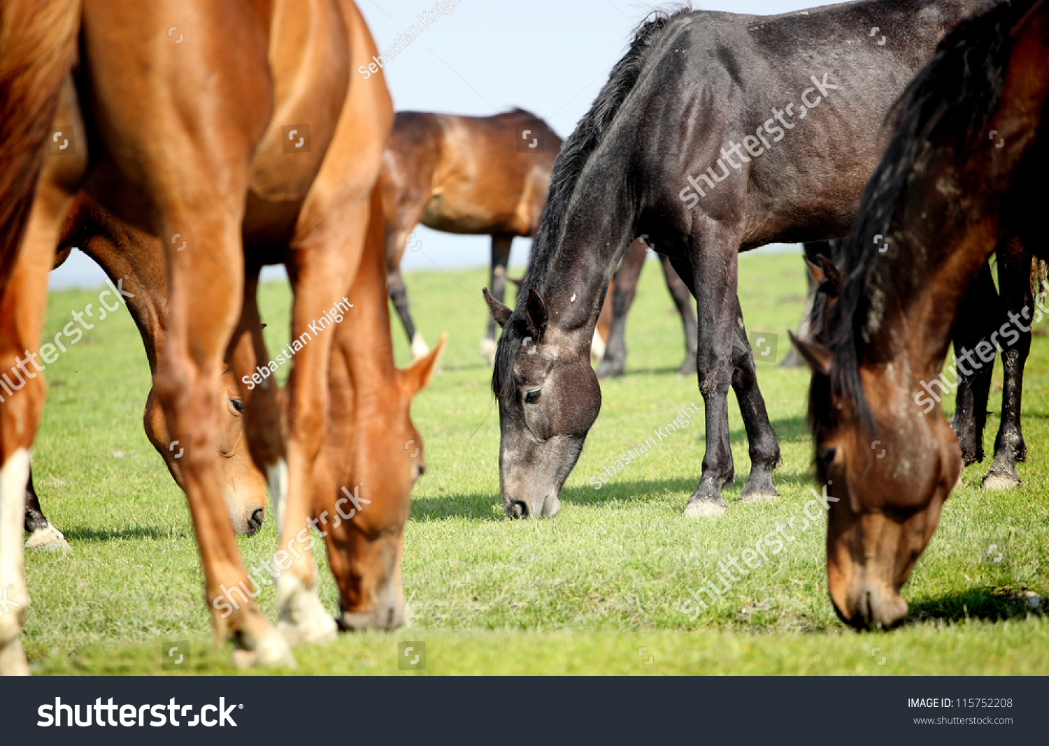 grazing horses in a meadow #115752208