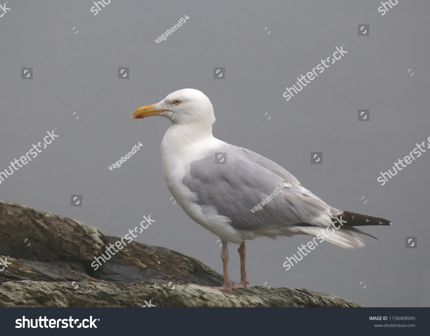 Herring Gull (larus argentatus smithsoniaus) #1158409945