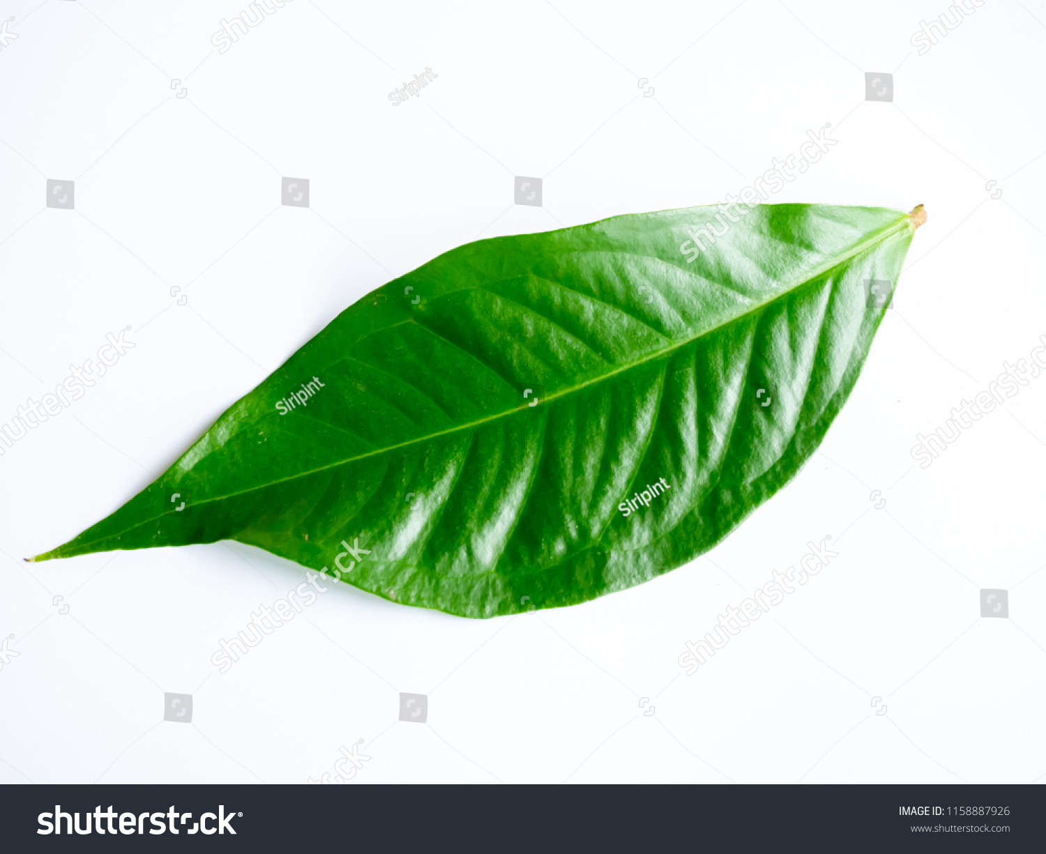 Green leaf on white background and clipping path #1158887926