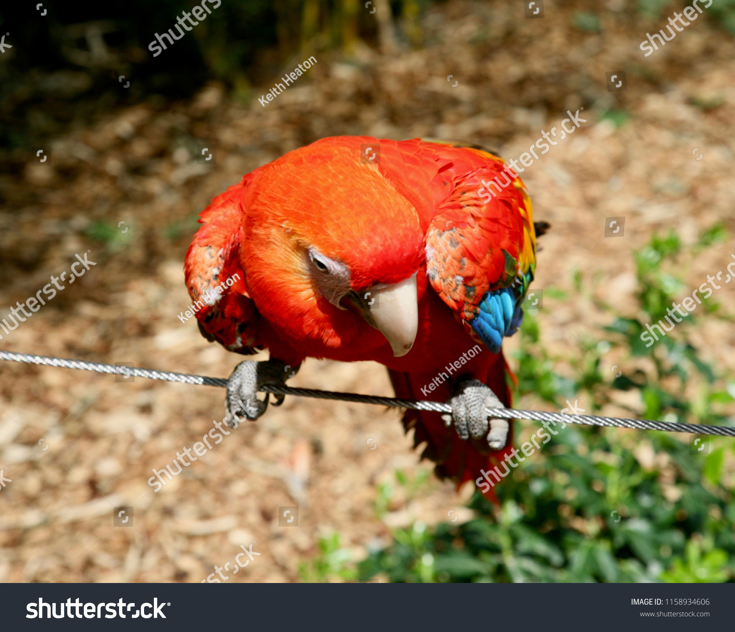 A brightly coloured Macaw posing for the camera #1158934606