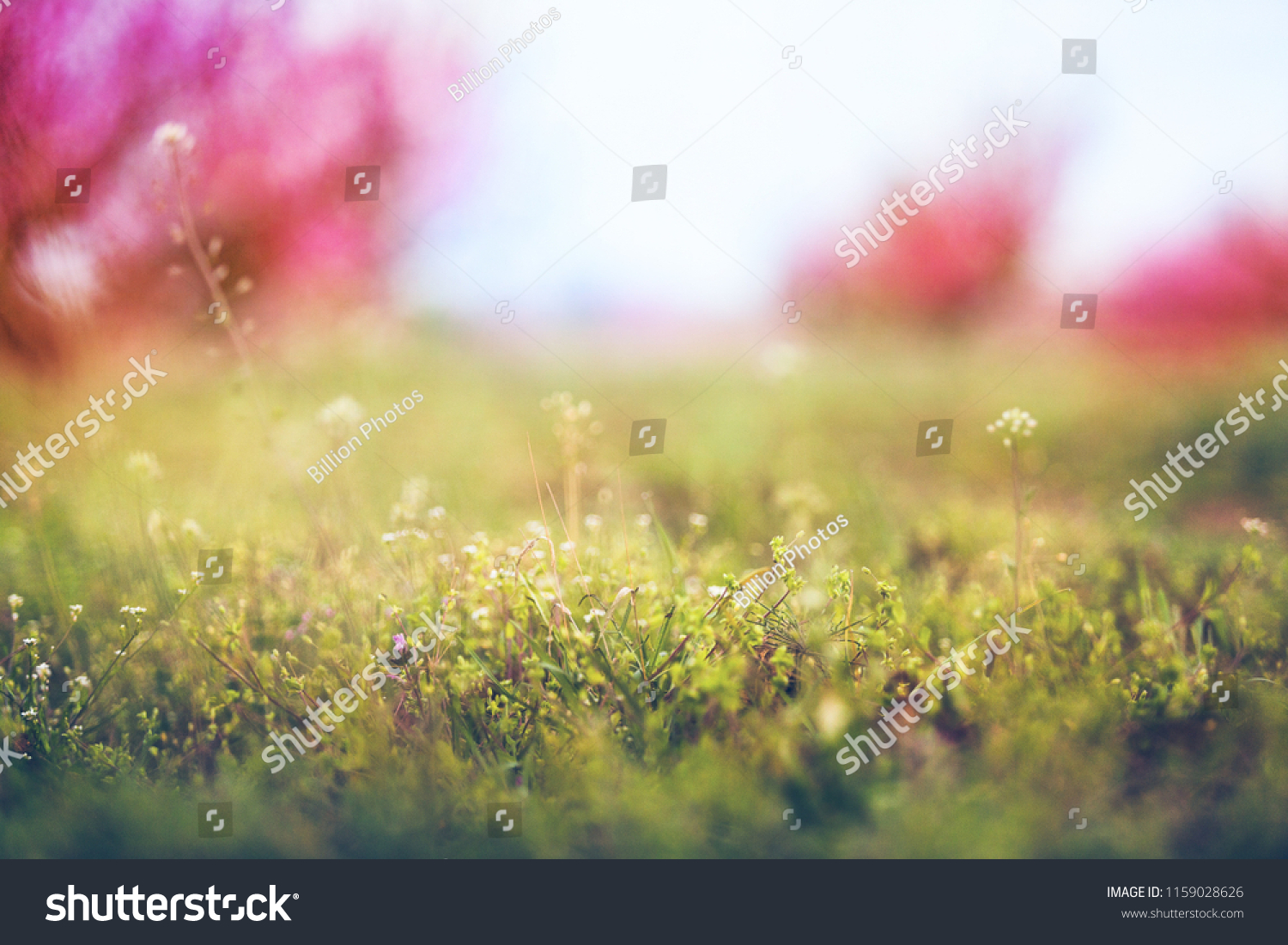 Spring landscape flowers #1159028626