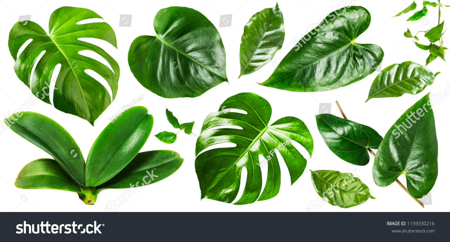 Tropical jungle monstera, orchid and flamingo green leaves collection isolated on white background. Flower arrangement. Floral design. Top view, flat lay #1159330216