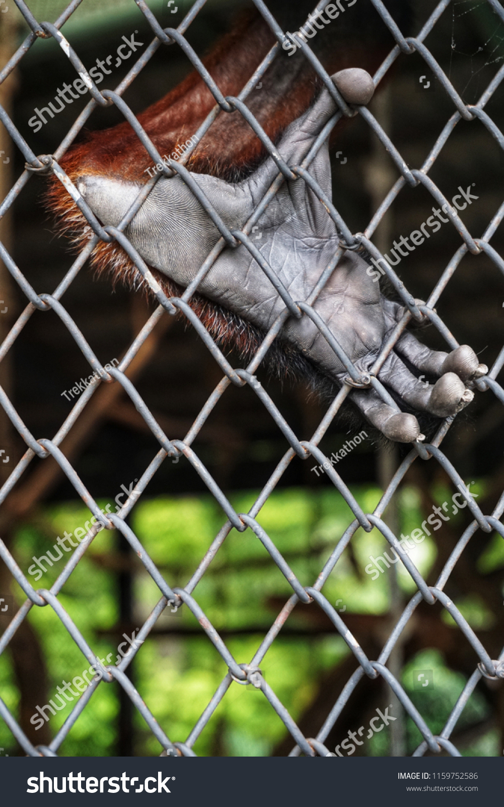 Foot of a red-shanked douc langur in the cage. It is a species of Old World monkey, among the most colourful of all primates. It is sometimes called the "costumed ape" for its extravagant appearance. #1159752586
