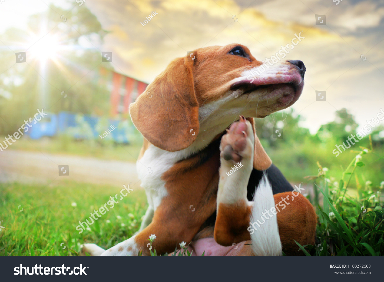 Beagle dog scratching body on green grass outdoor in the park on sunny day. #1160272603