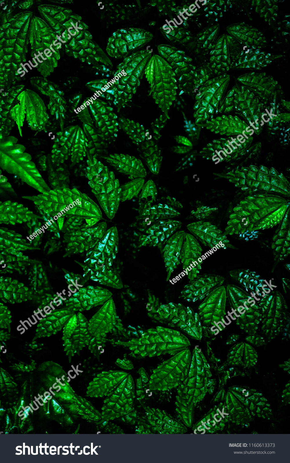 Green leaves background. Green leaves color tone dark  in the morning. Tropical Plant , environment, photo concept nature and plant. #1160613373
