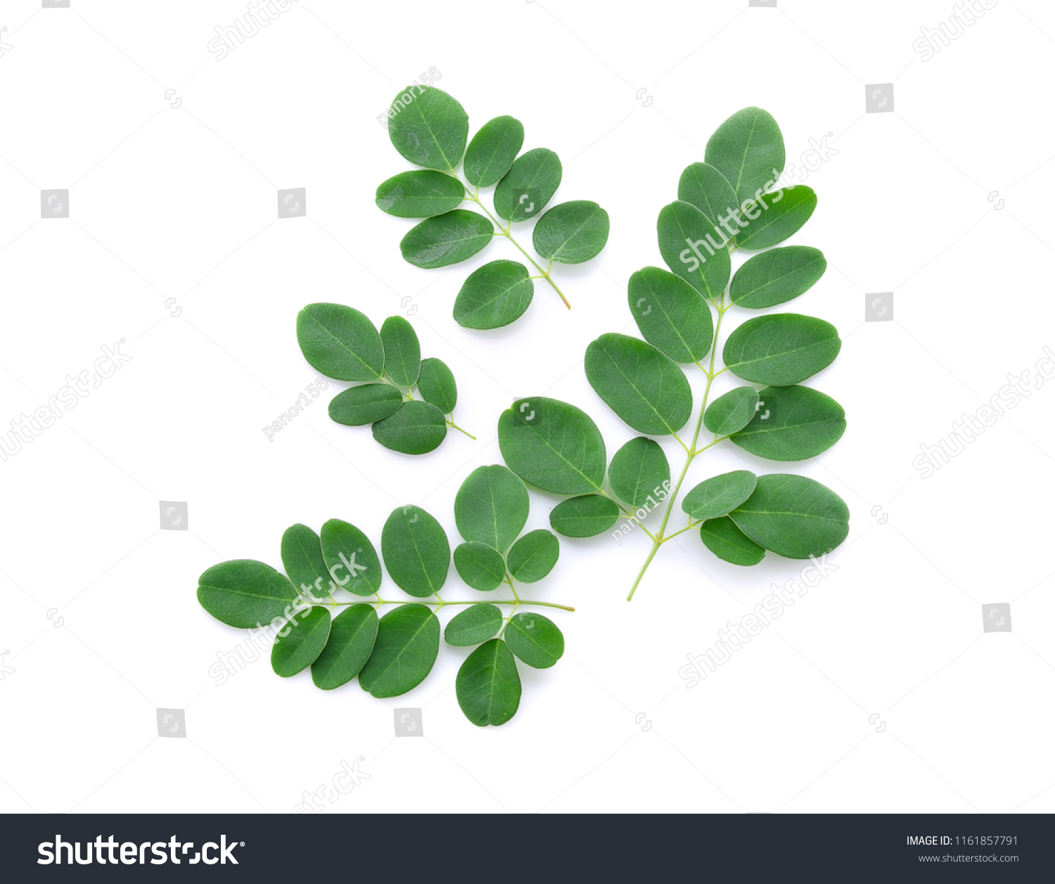 Moringa leaves isolated on white background. #1161857791