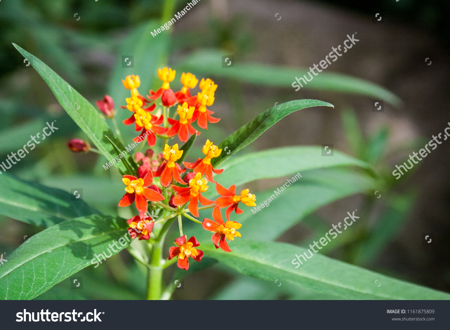 Bright yellow red and orange flowers in the sun #1161875809
