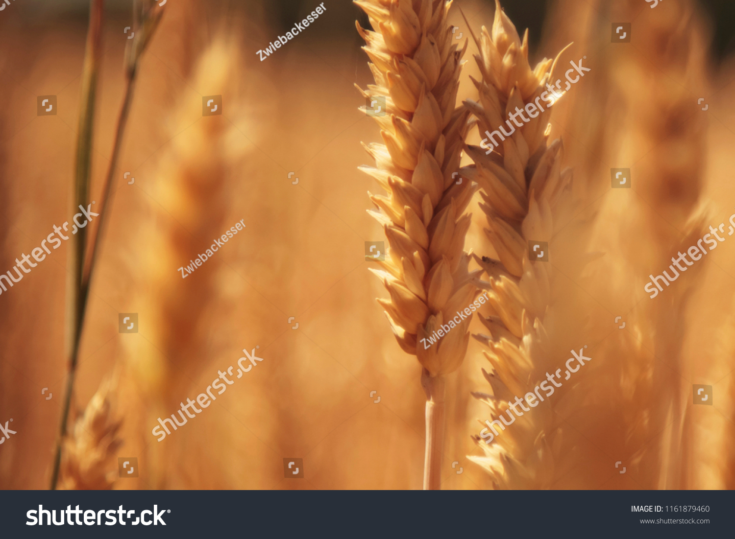 barley field background (agriculture, agronomy, industry) #1161879460