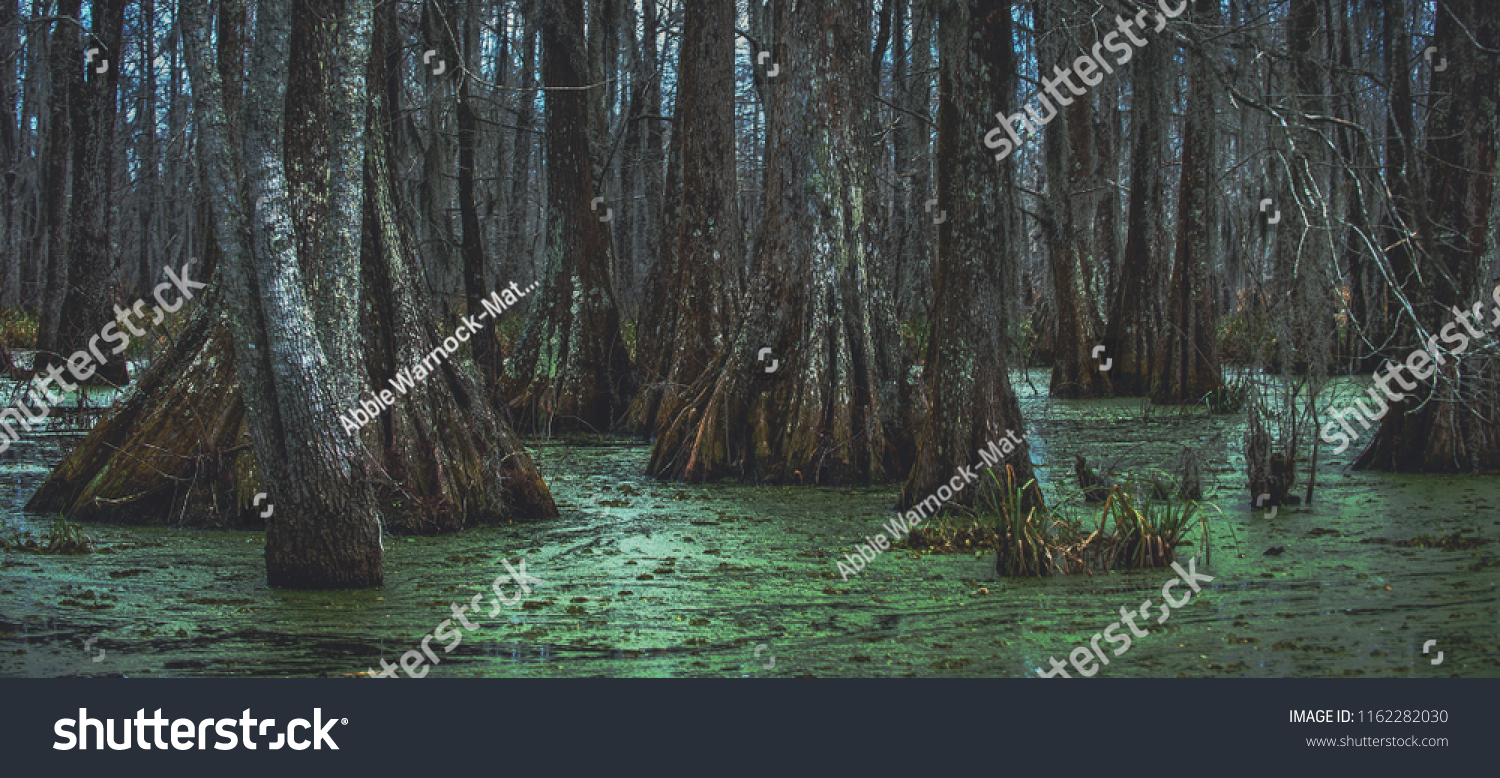 An overcast day in the swamp with cypress tree trunks and duckweed on Lake Martin outside of Breaux Bridge in the St. Martin Parish of Louisiana. #1162282030