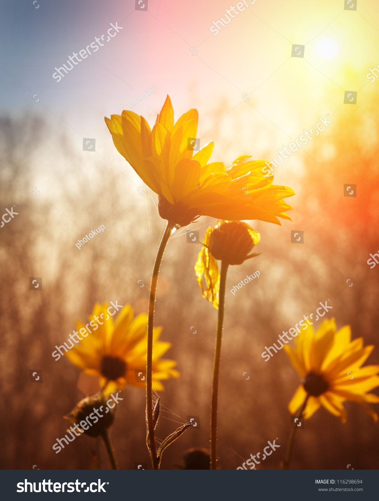 Flowers at sunrise #116298694