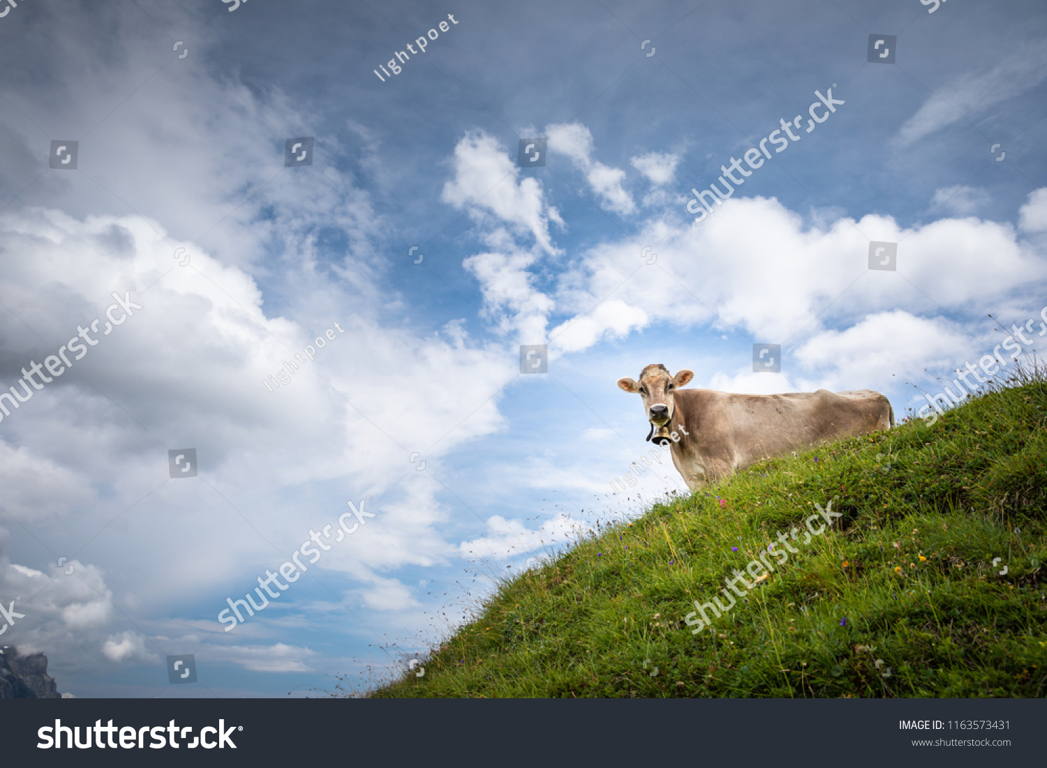 Brown mountain cows grazing on an alpine pasture in the Bernese Alps in summer. Grindelwald, Jungfrau region, Bernese Oberland, Switzerland #1163573431