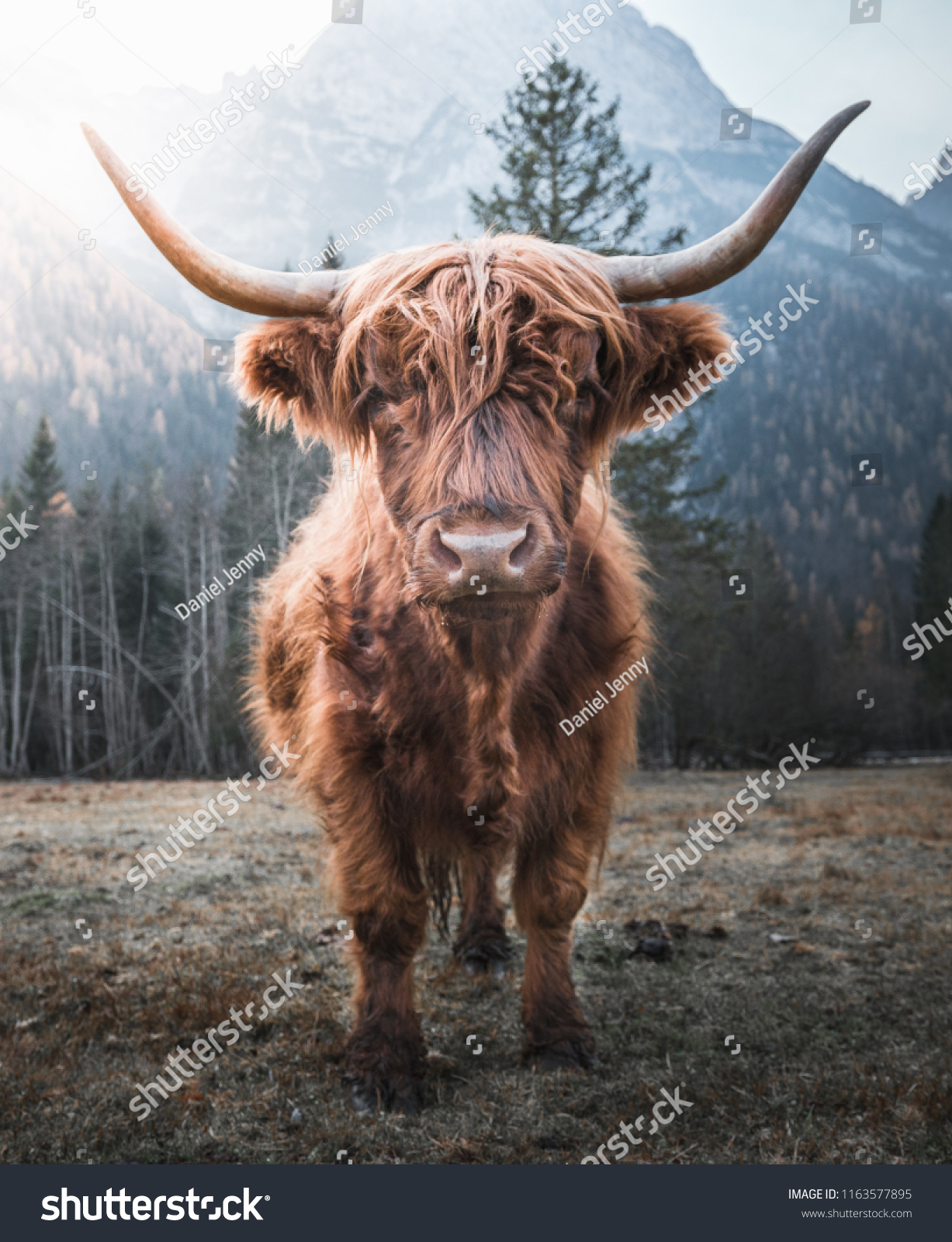 Beautiful horned Highland Cattle enjoying the Sunrise on a Frozen Meadow in the Italian Dolomites #1163577895
