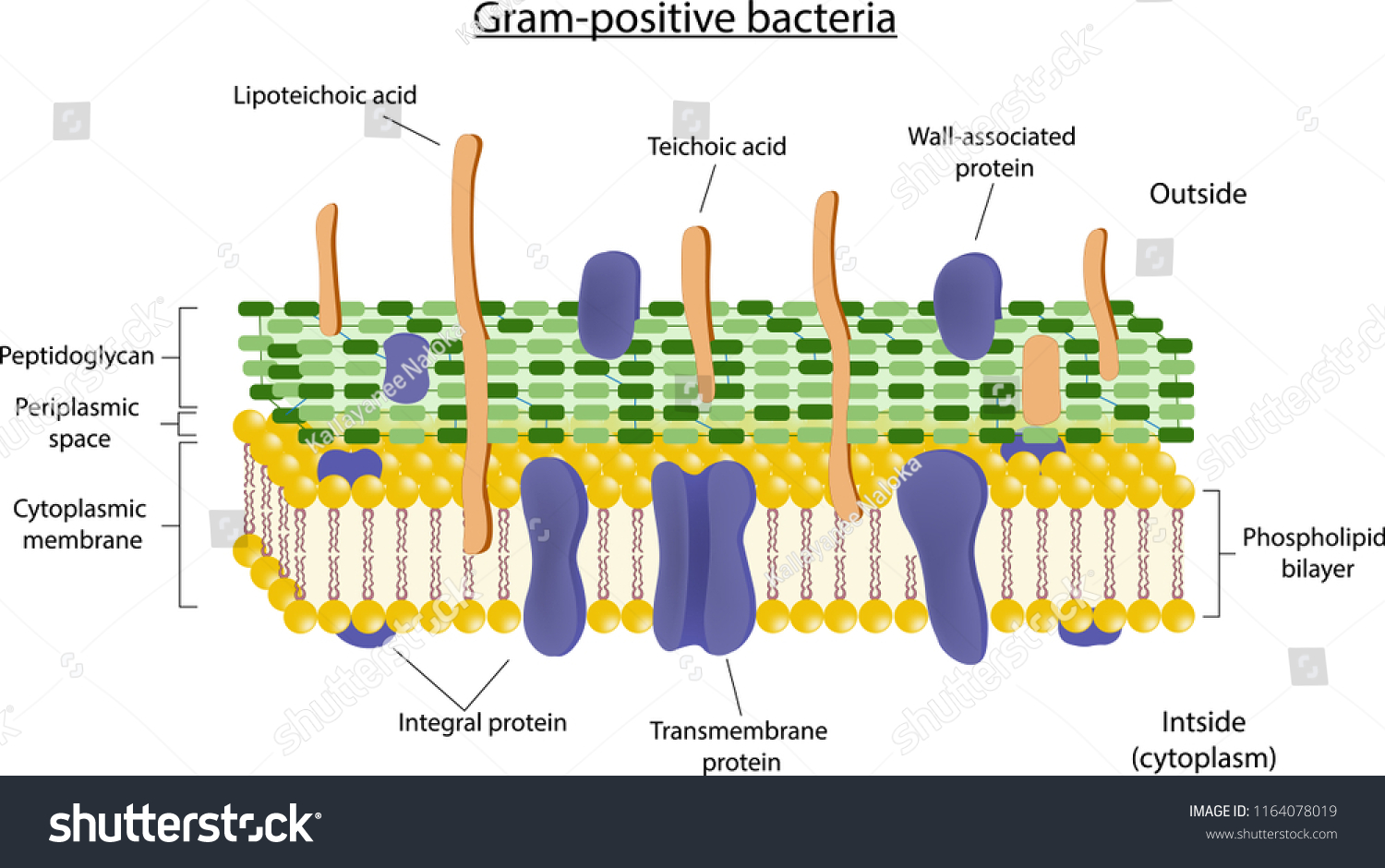 Cell Wall Structure Of Gram Positive Bacteria Royalty Free Stock