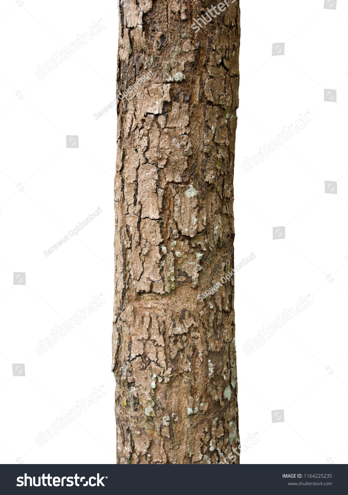 Trunk of a tree Isolated On White Background #1164225235
