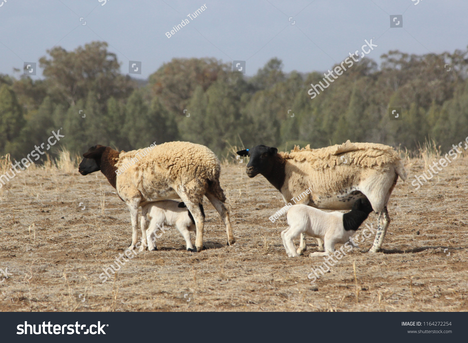 sheep with suckling lambs #1164272254
