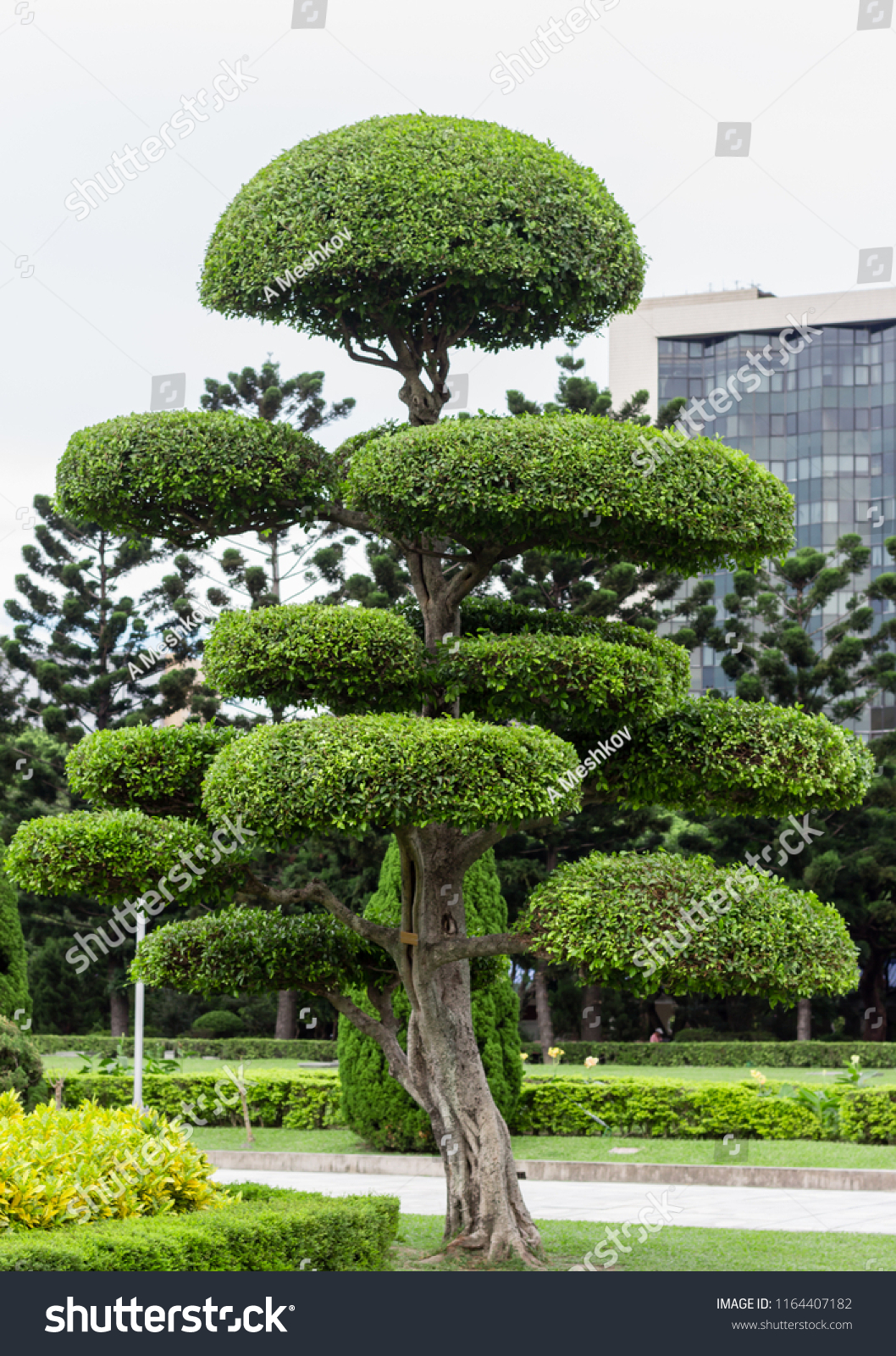 Taiwan tree near Liberty Square  #1164407182