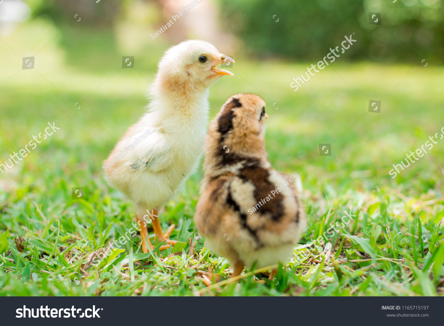 Two yellow and brown chicks is on grass field or lawn on the farm patterns and on natural background for concept design and decoration, Beautiful and adorable little chickens on the floor #1165715197