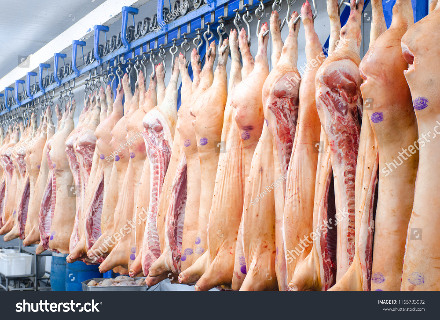 The meat factory. Pork hanging on hooks. Pork carcasses in the workshop of butchers. Industrial processing of pork. Butcher. #1165733992