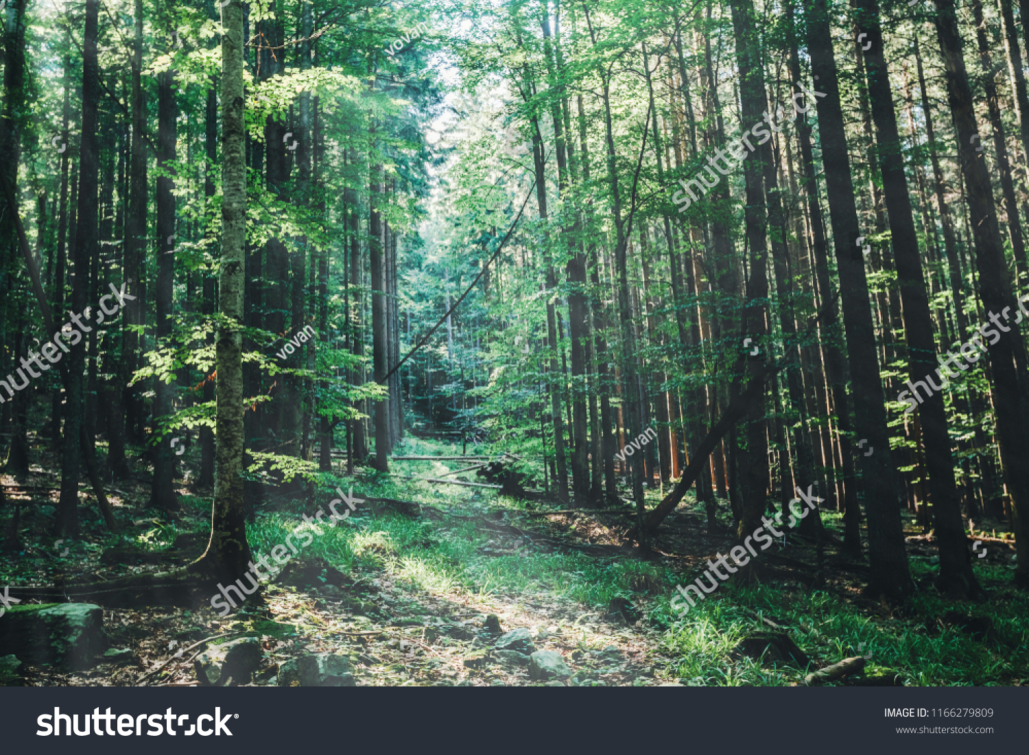 nature tree . pathway in the forest with sunlight backgrounds. #1166279809
