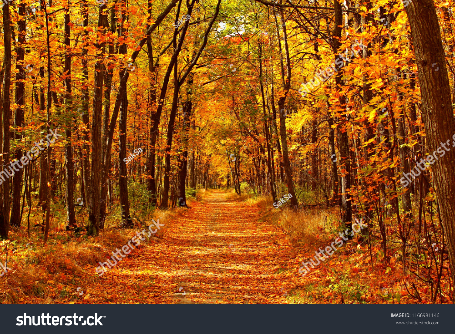 Autumn forest scenery with road of fall leaves & warm light illumining the gold foliage. Footpath in scene autumn forest nature. Vivid october day in colorful forest, maple autumn trees road fall way #1166981146