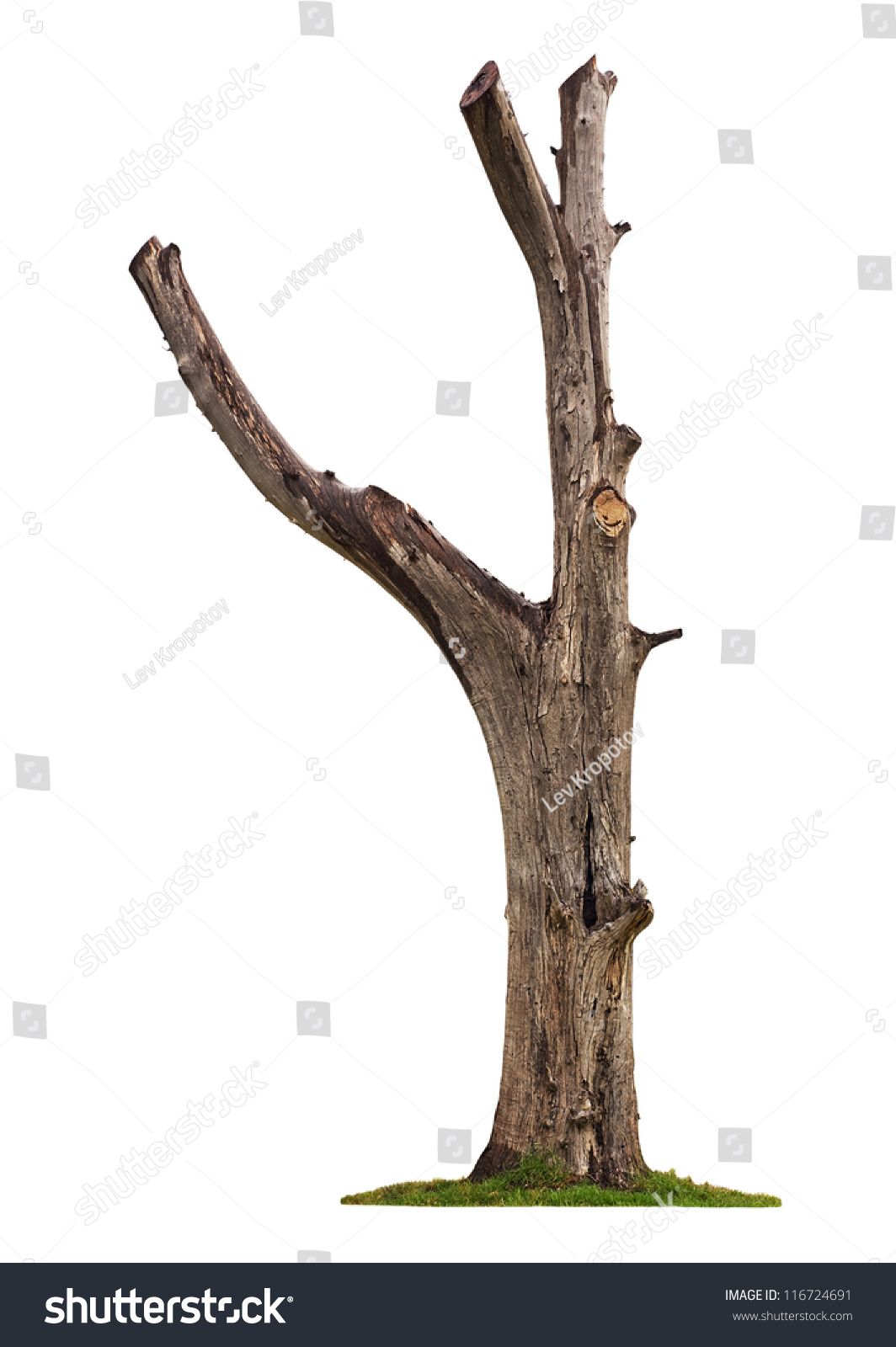 Single old and dead tree isolated on white background #116724691