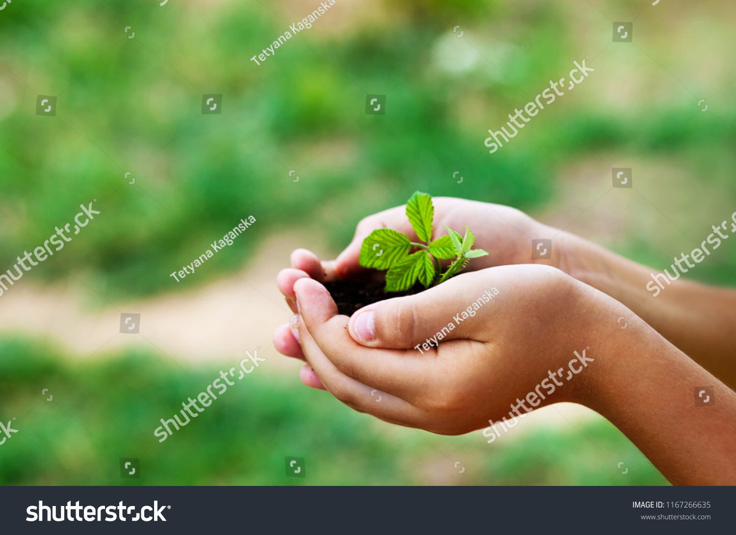 plant in hands - grass background #1167266635