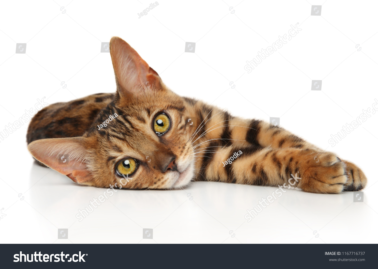 Bengal kitten resting on white background. Baby animal theme #1167716737