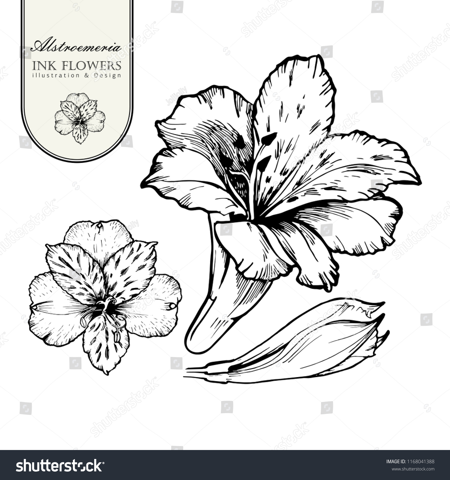 Black ink line style sketch flower. Hand painted Alstroemeria flower. #1168041388