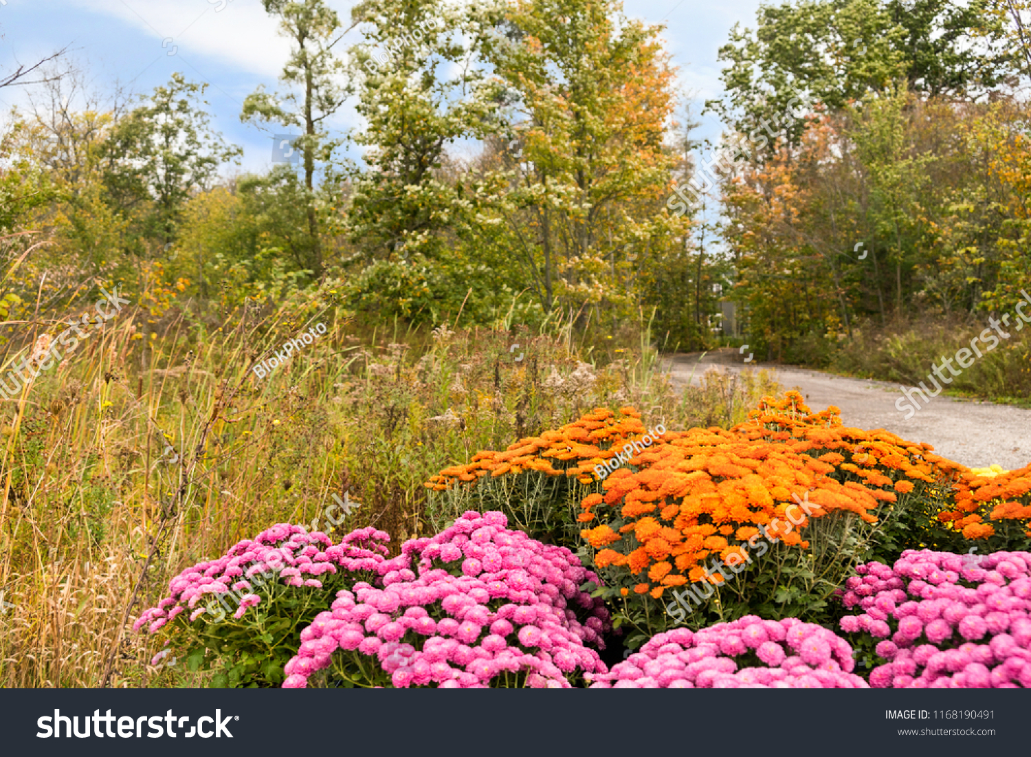 Autumn mums, colorful roadside display, #1168190491