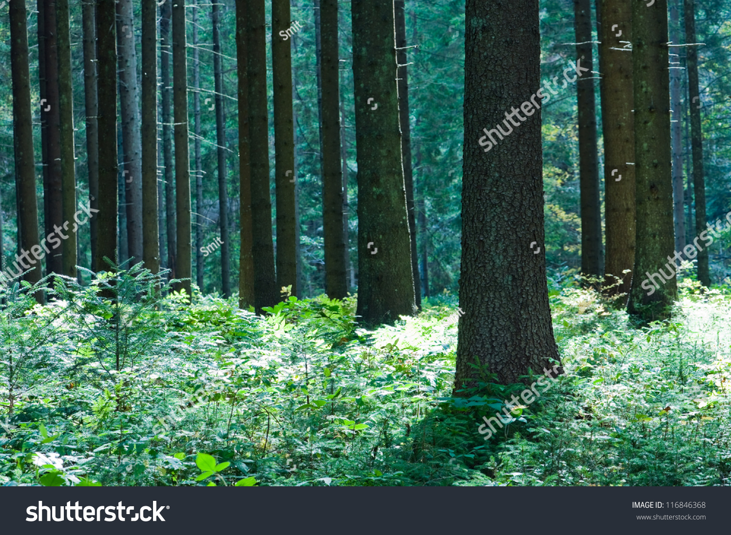 fairy tale fir tree forest #116846368