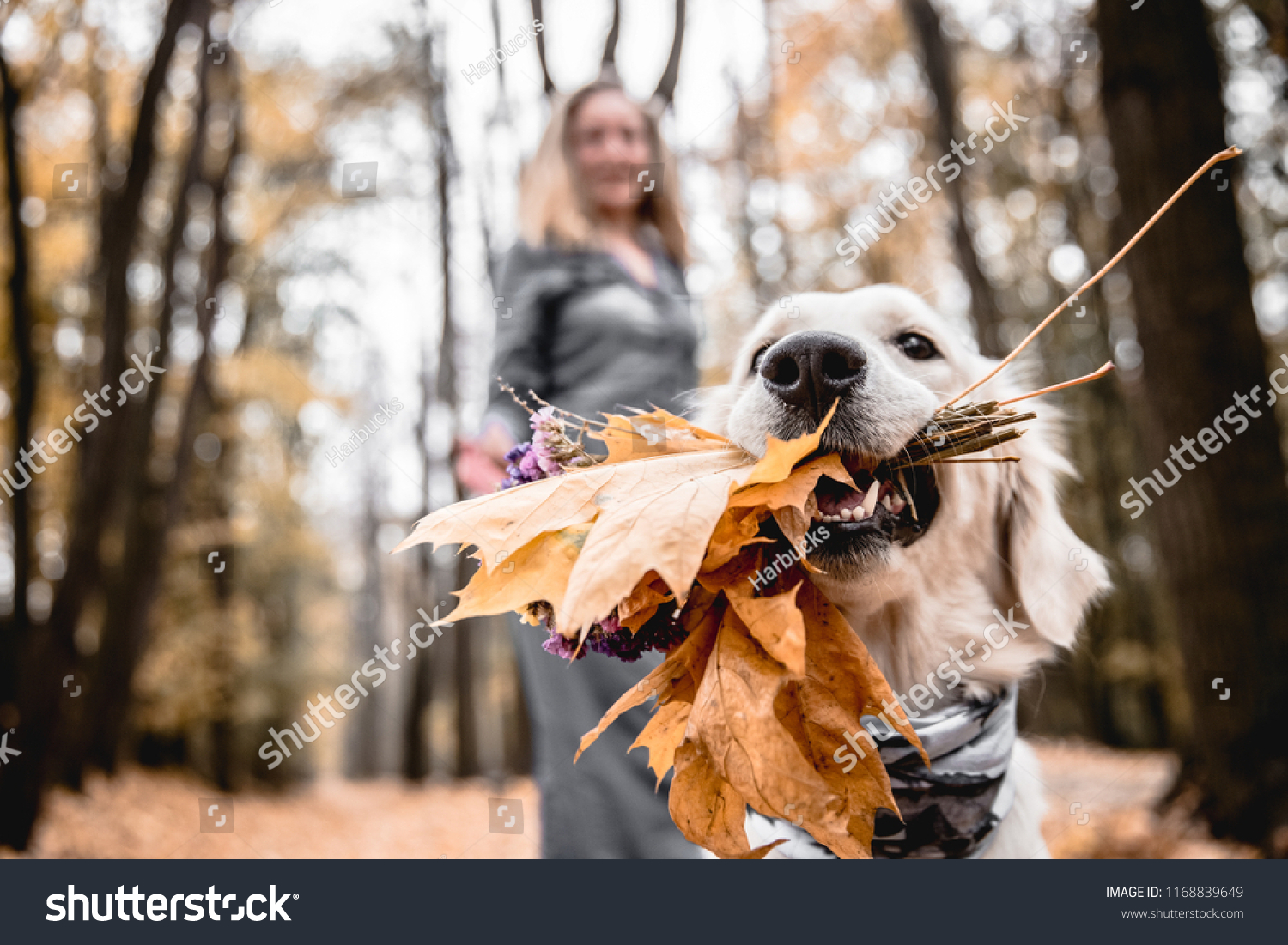 Fun walking in the autumnal park. Cropped image of golden retriever is holding a bouquet when  his owner in the background. #1168839649
