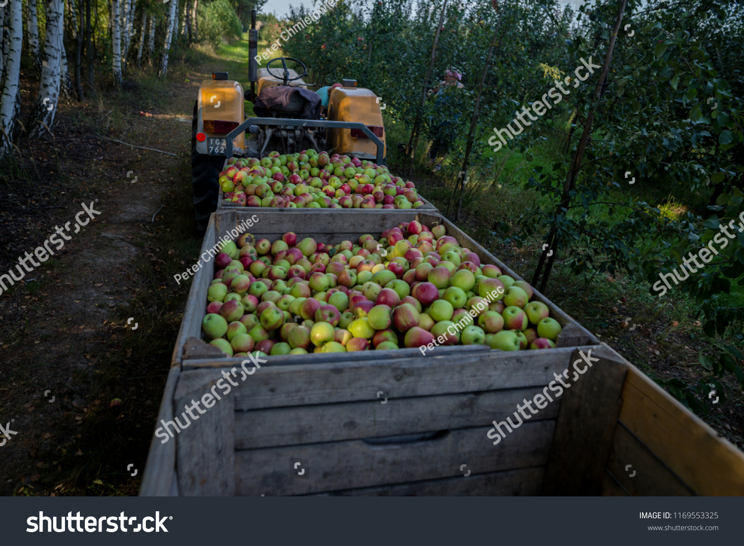 Wooden crates full of apples #1169553325