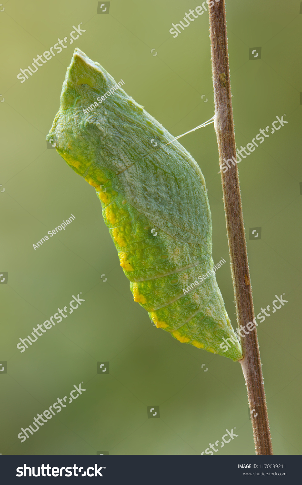 A few hours later caterpillar turns into pupa #1170039211