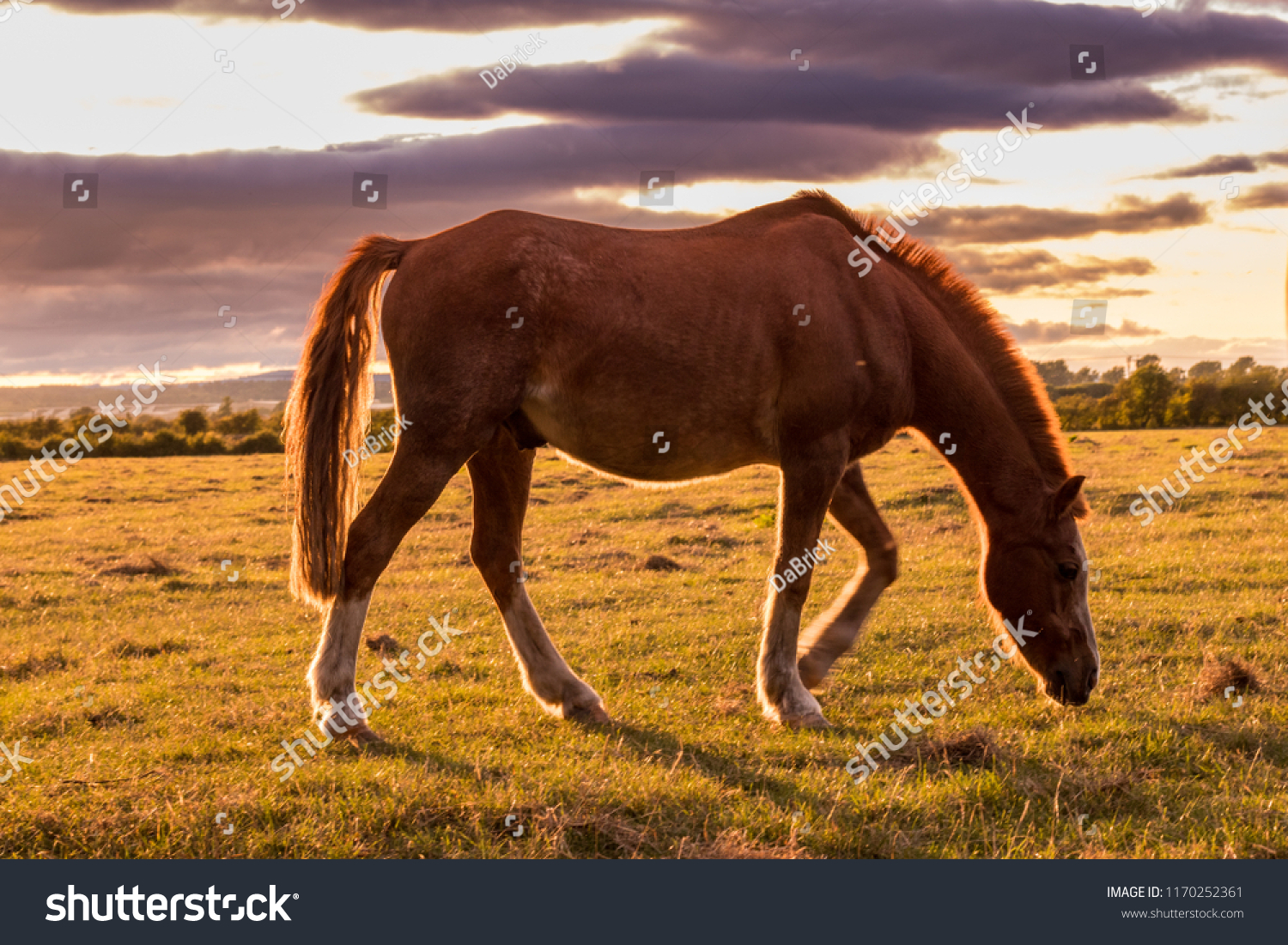 Brown horse grazing on pasture in the sunset light. Bay horse with beautiful mane on english countryside. Bay colt on a green field.  #1170252361