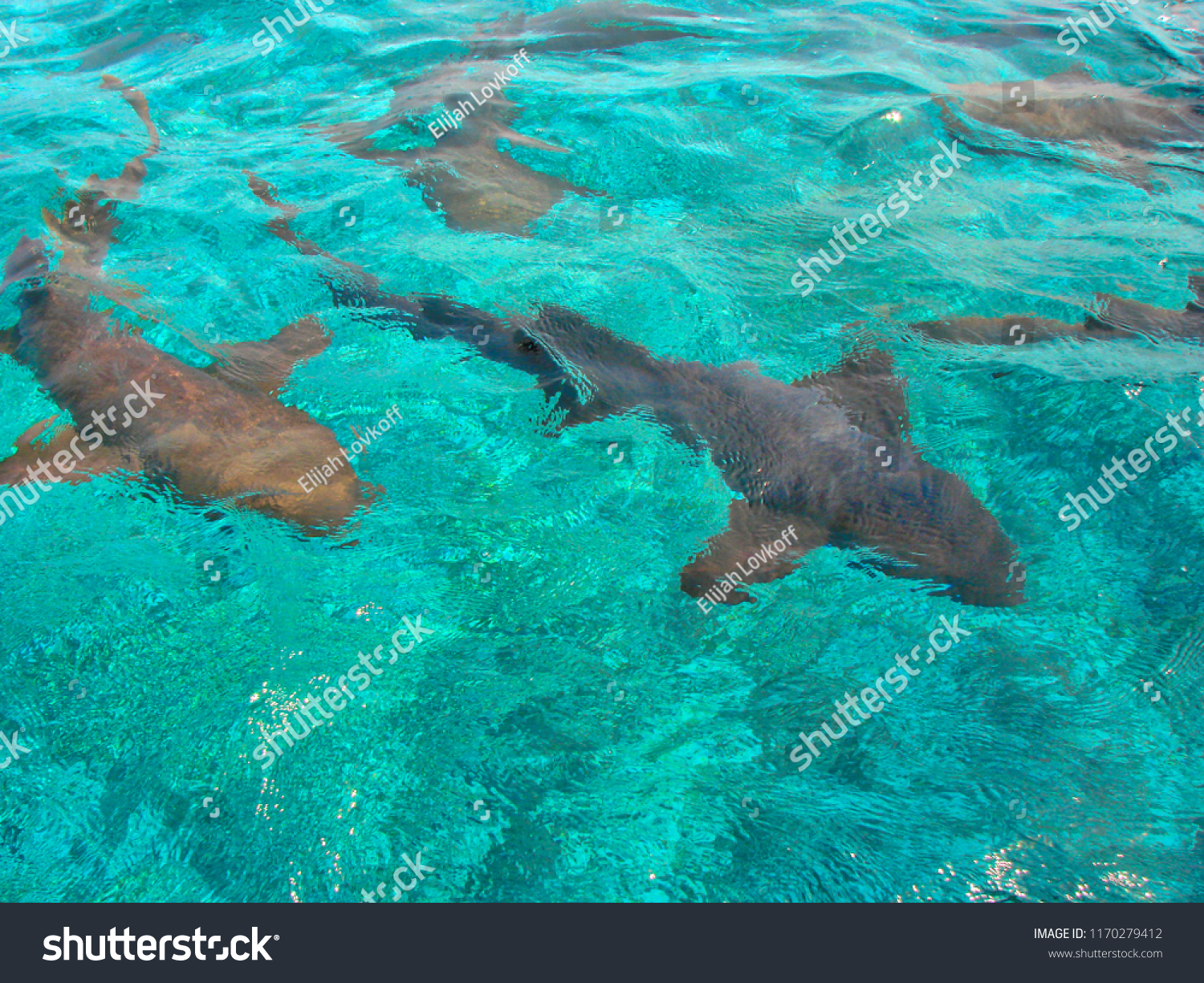 Swimming with sea animals in Hol Chan Marine Reserve, Belize #1170279412