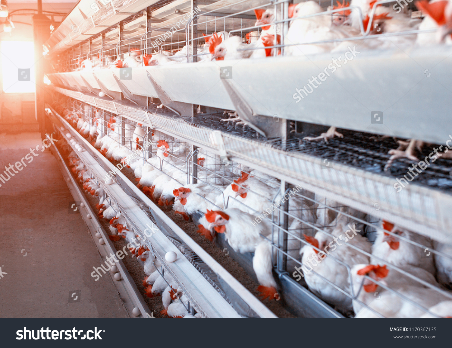 Poultry farm, chickens sit in open-air cages and eat mixed feed, on conveyor belts lie hen's eggs, modern farming, the sun #1170367135