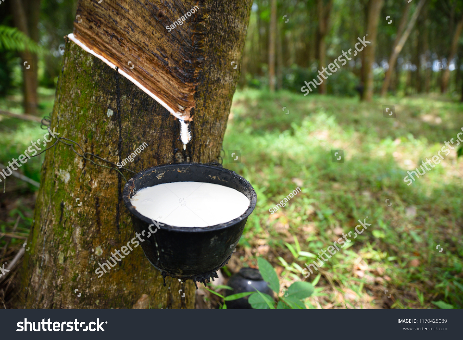 Close up Natural rubber latex trapped from rubber tree, Latex of rubber flows into a bowl #1170425089